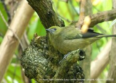 Thraupis palmarum
