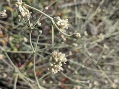 Eriogonum pendulum