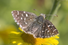 Pyrgus malvoides