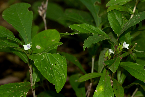 Neuracanthus africanus image