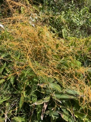 Cuscuta gronovii