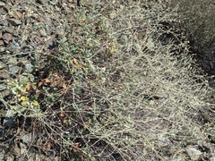 Eriogonum pendulum