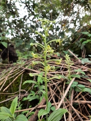 Habenaria novemfida