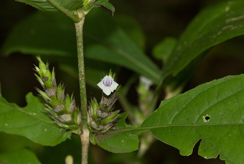 Neuracanthus africanus image