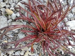 Pedicularis lanata