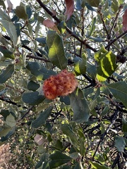 Andricus crystallinus