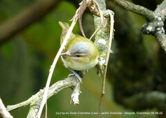 Vireo flavoviridis