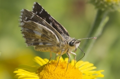 Pyrgus malvoides