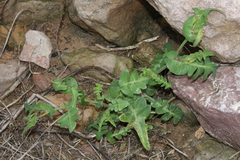 Sonchus tenerrimus tenerrimus