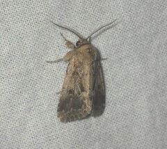 Spodoptera depravata