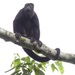 Yucatán Black Howler Monkey - Photo (c) Rafael Paredes Montesinos, some rights reserved (CC BY-NC), uploaded by Rafael Paredes Montesinos