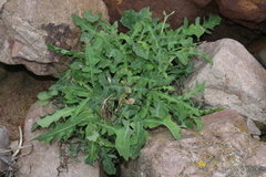 Reichardia picroides