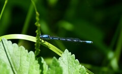 Enallagma annexum
