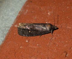 Cryptaspasma