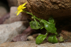 Senecio transiens