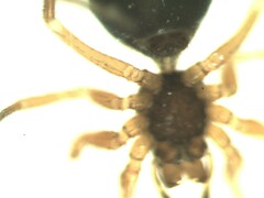 Agyneta simplicitarsis