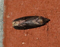 Cryptaspasma
