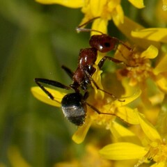 Formica integra