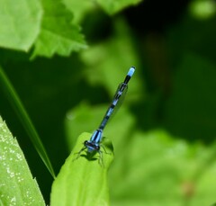Enallagma annexum