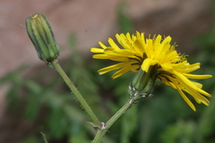 Sonchus tenerrimus tenerrimus