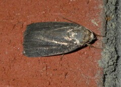 Athetis dissimilis