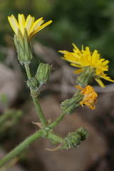Sonchus tenerrimus tenerrimus