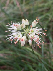 Allium ochroleucum