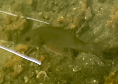 Lutjanus griseus