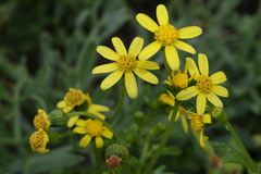 Senecio transiens