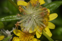 Senecio transiens