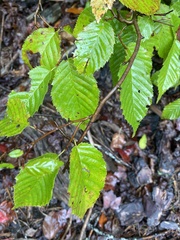 Carpinus