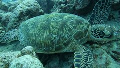 Chelonia mydas