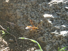 Megarhyssa macrurus icterosticta