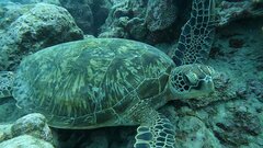 Chelonia mydas