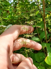 Agrostis gigantea