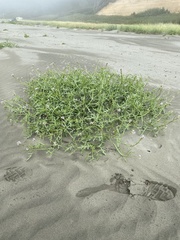 Cakile maritima