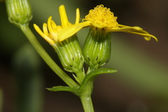 Senecio transiens