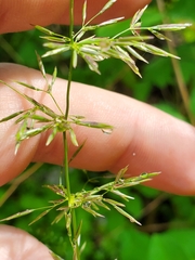 Agrostis gigantea