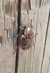 Euphoria leucographa