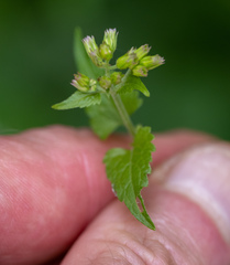 Fleischmannia incarnata