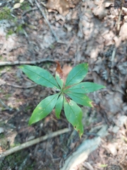 Lysimachia borealis
