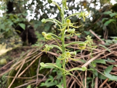 Habenaria novemfida