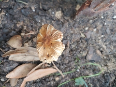 Gerronema strombodes