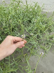 Cakile maritima