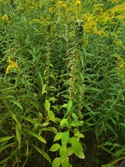 Campanulastrum americanum