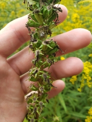Campanulastrum americanum