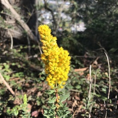 Solidago velutina
