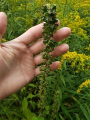 Campanulastrum americanum