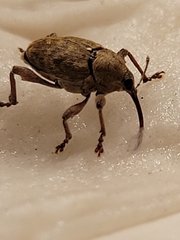 Curculio glandium