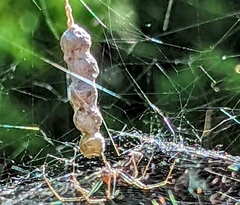 Mecynogea lemniscata